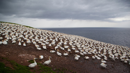 Northern Gannet colony on Bonaventure Island, Perce, Gaspe, Quebec, Canada.