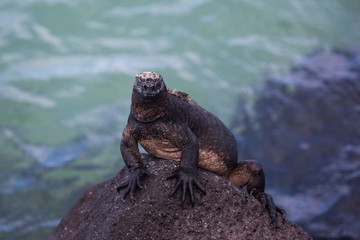 Marine iguana (Amblyrhynchus cristatus) on the rock at Isabela Island, Galapagos Islands, Ecuador