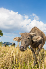 Water buffalo standing on rice field after harvest under beautif