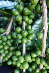 Green coffee beans on stem.