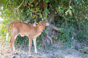 baby cows standing on the grass .