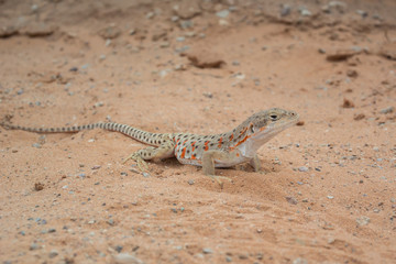 Orange Spotted Lizard in Desert Sand