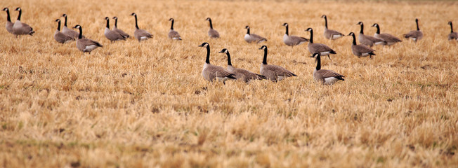 Panorama of Geese.