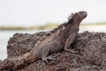 Marine iguana (Amblyrhynchus cristatus) on the rock at Isabela Island, Galapagos Islands, Ecuador