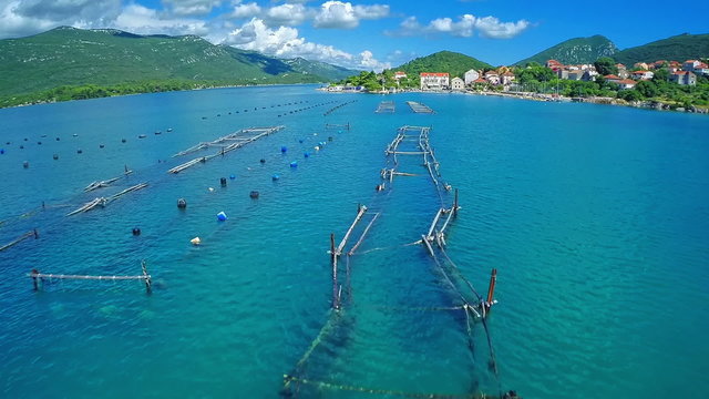 Growing mussels and oysters in the Mali Ston Bay