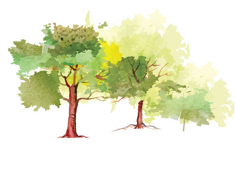 Trees in the park ,watercolor vector brush design,vector illustration