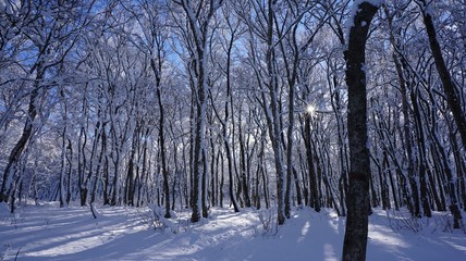 雪景色　/ 森林