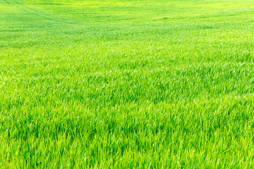 grass texture