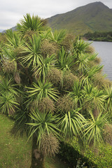 Fototapeta na wymiar Beautiful palm tree Dracaena in Ireland.