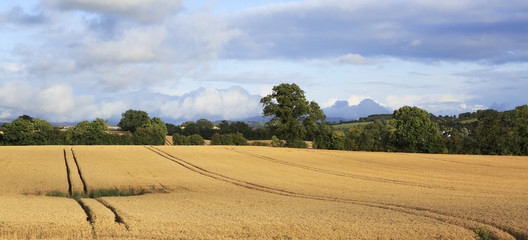 Beautiful field with harvest of wheat in irish countryside