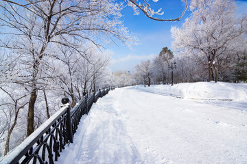Winter Park Alley With Frosted Trees