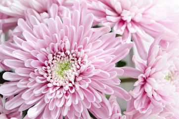 purple pastel daisy flower close up petals