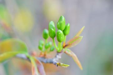 Blur image of ochna integerrima flowers