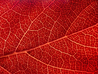 Fototapeta na wymiar Backlit illuminated leaf macro