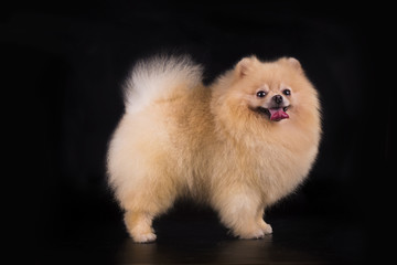 young Pomeranian on black background isolated