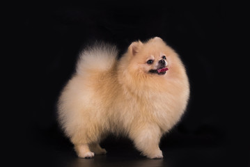 young Pomeranian on black background isolated