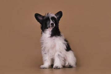 Chinese Crested puppy isolated on a colored background