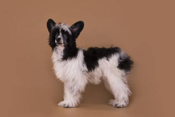 Chinese Crested puppy isolated on a colored background