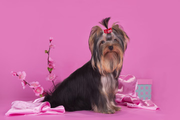 Yorkshire terrier puppy on a colored background isolated