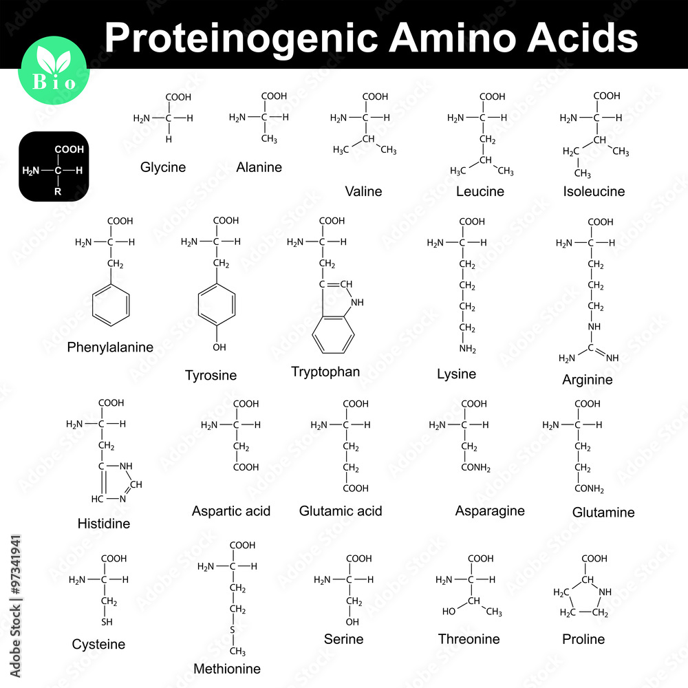 Poster proteinogenic amino acids