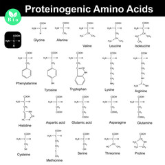 Fototapeta na wymiar Proteinogenic amino acids