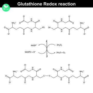 Glutathione Redox Reaction