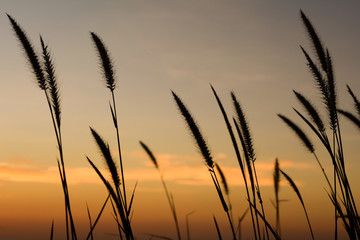 sunset/grass flower with sunset background.