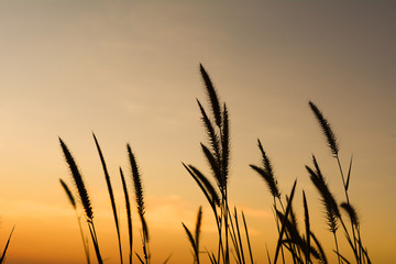 sunset/grass flower with sunset background.