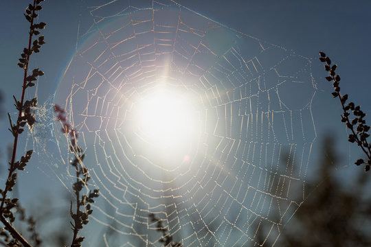 Cobweb with dew drops in morning fog at dawn on blurred background close-up view.
