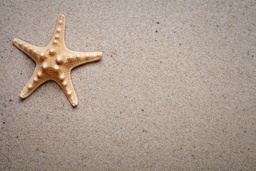 Fototapeta na wymiar Sea shells on sand. Starfish