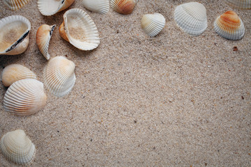 Sea shells on sand. 
