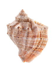 Sea shell isolated on white background