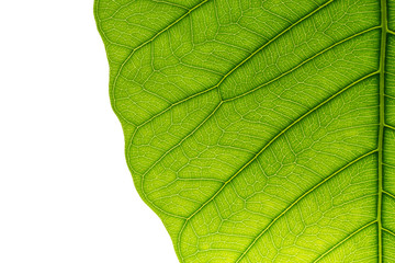 leaf texture