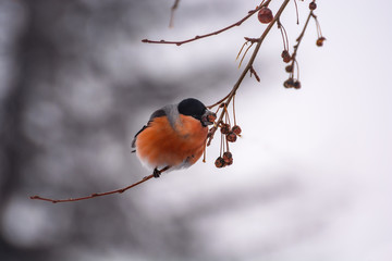 Bullfinch