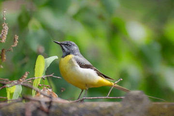 Yellow Wagtail