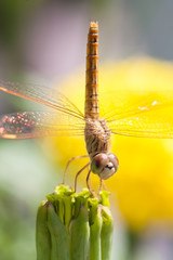 Dragonfly with flowers