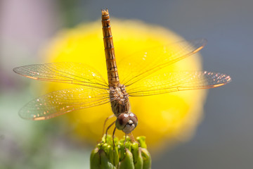 Dragonfly with flowers