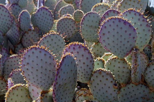 Sunlit Prickly Pear Cactus in the Sonoran Desert