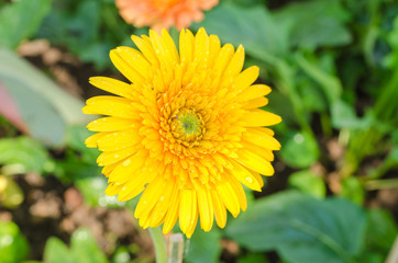 gerbera flower in garden