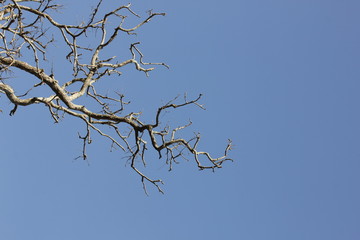 Branch