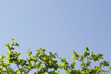 Autumn Sky