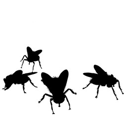 flies 