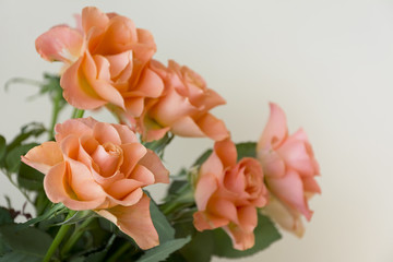 Fototapeta Bukiet  róż  na  jasnym tle.
Kilka rozkwitłych ,świeżych  jasno pomarańczowych róż. obraz