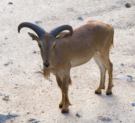 Antelope

