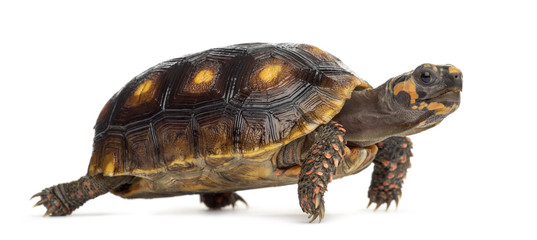 Red-footed tortoises (1,5 years old), Chelonoidis carbonaria, in