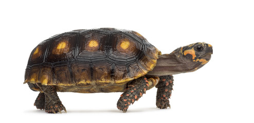 Red-footed tortoises (1,5 years old), Chelonoidis carbonaria, in