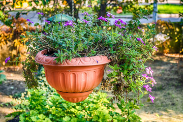 hanging pot with purple verbenas