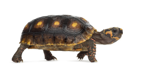 Red-footed tortoises (1,5 years old), Chelonoidis carbonaria, in