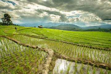 Fototapeta premium Fresh terrace rice field over the mountain range and beautiful s