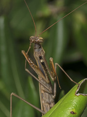 Praying mantis, Europäische Gottesanbeterin (Mantis religiosa)